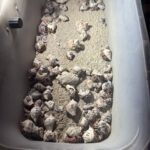 Hermit Crab Races